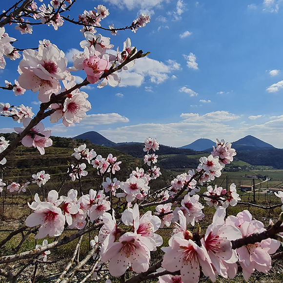 The Euganean Hills
